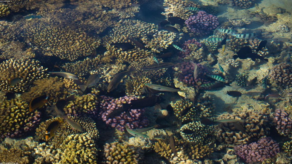 Красное море: Луксор как выезд с Красного моря