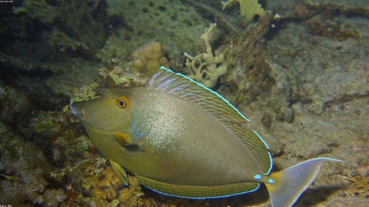 Красное море: Где находится регион и кому он подходит