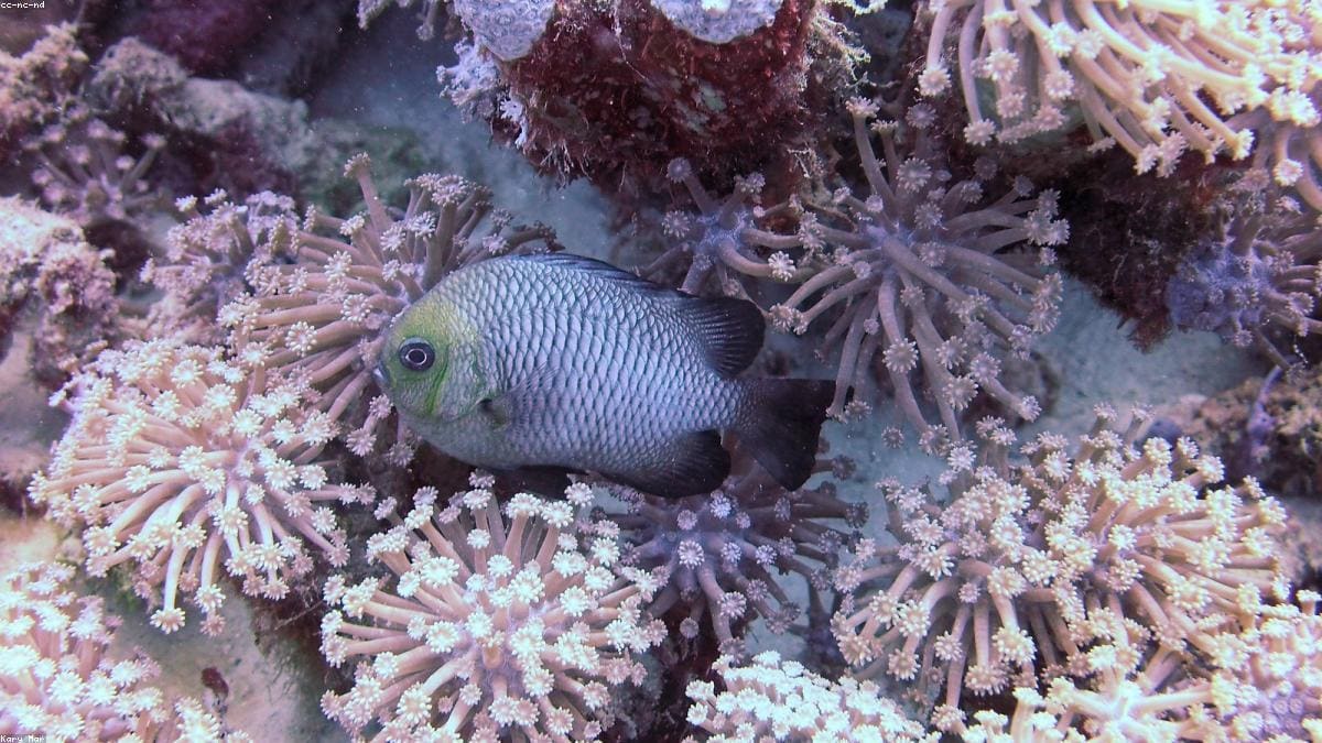 Красное море: Туристические зоны и базы ночевок