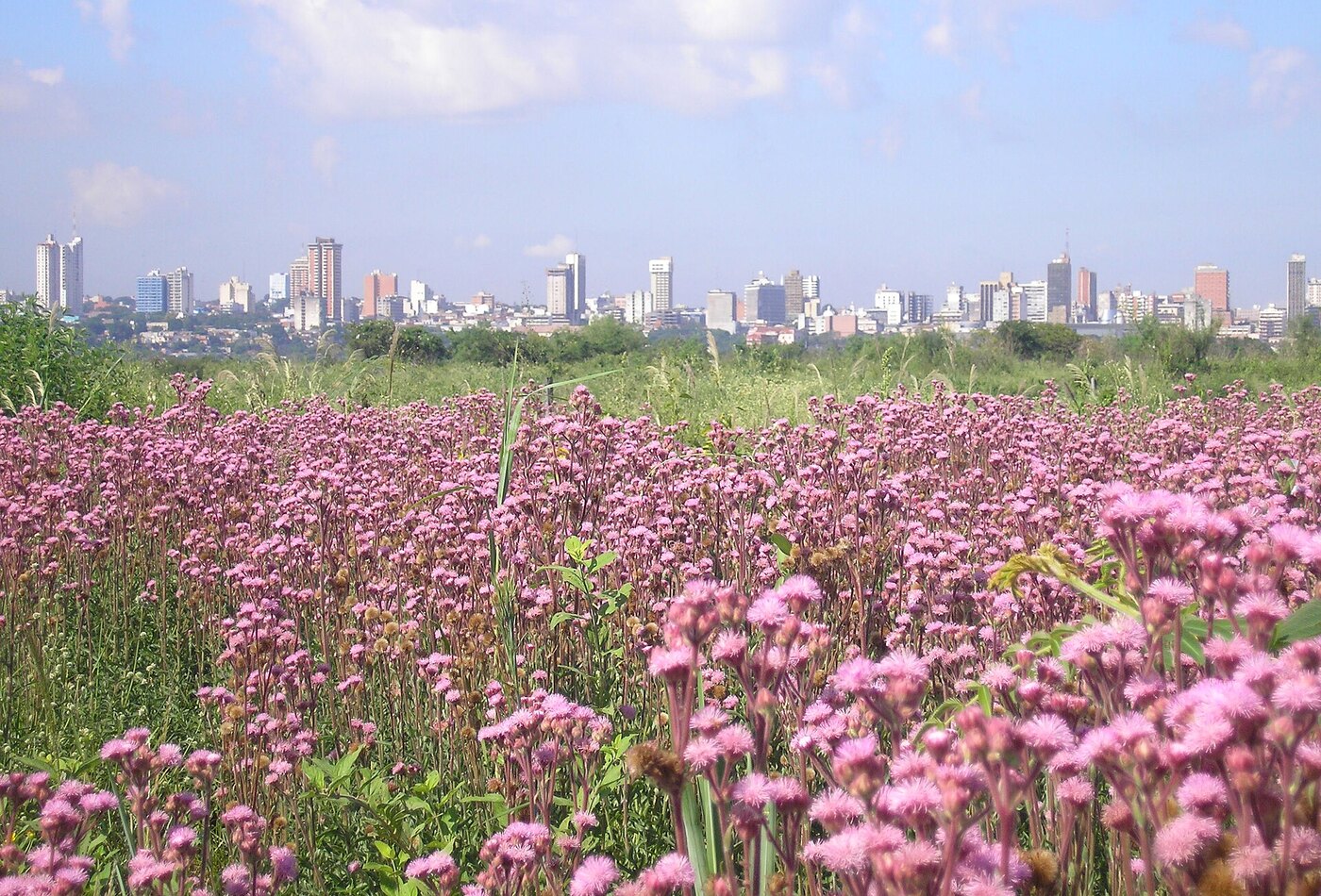 Paraguay season planning