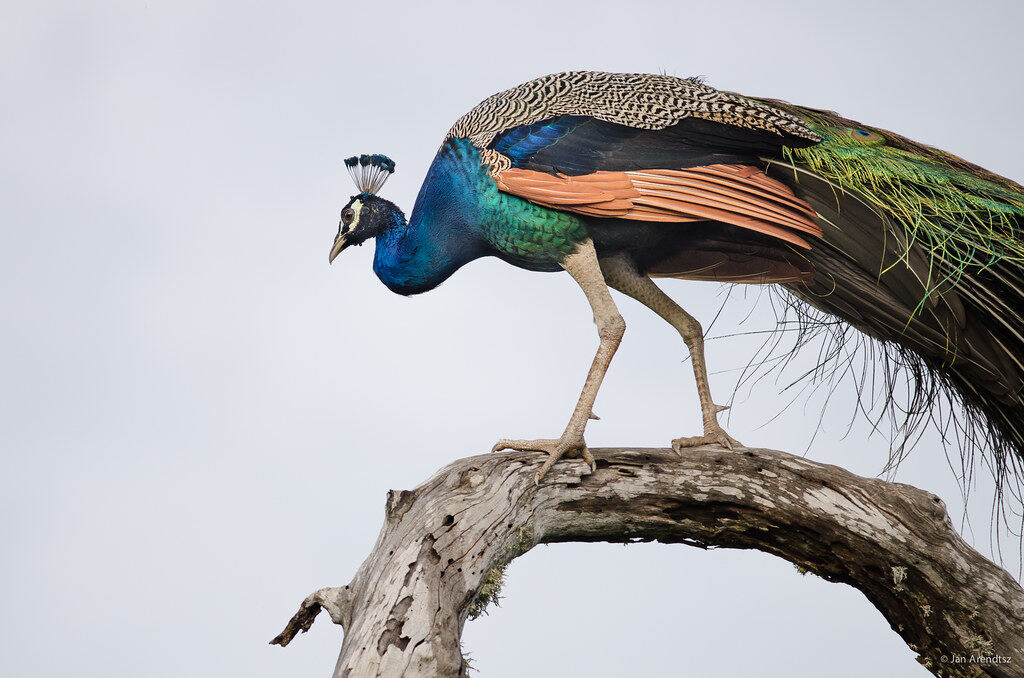 Bundala Birds, Шри-Ланка
