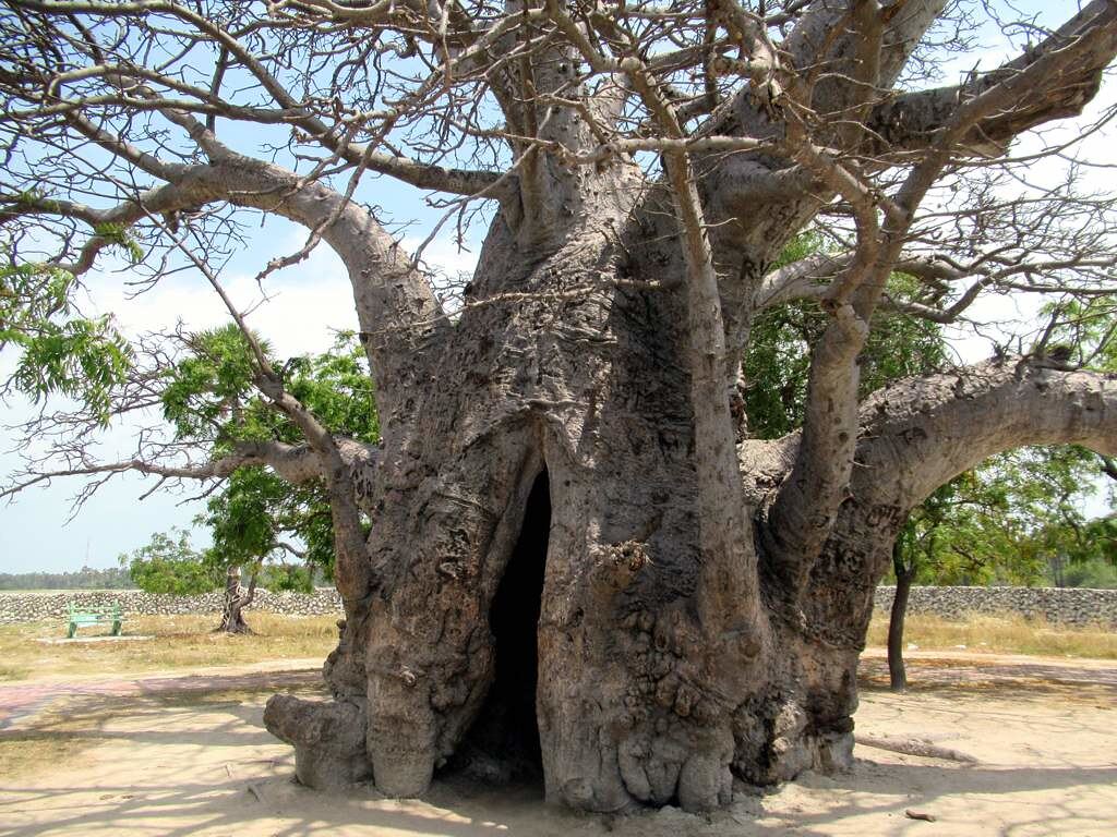 Delft Island, Шри-Ланка
