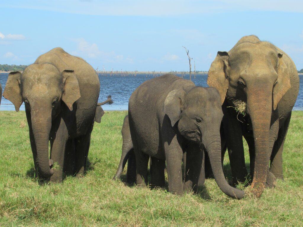 Kaudulla Elephants, Шри-Ланка
