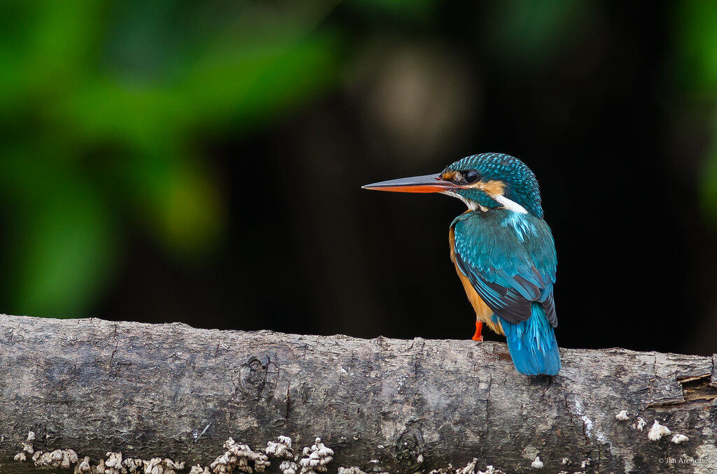 Negombo Canal, Шри-Ланка