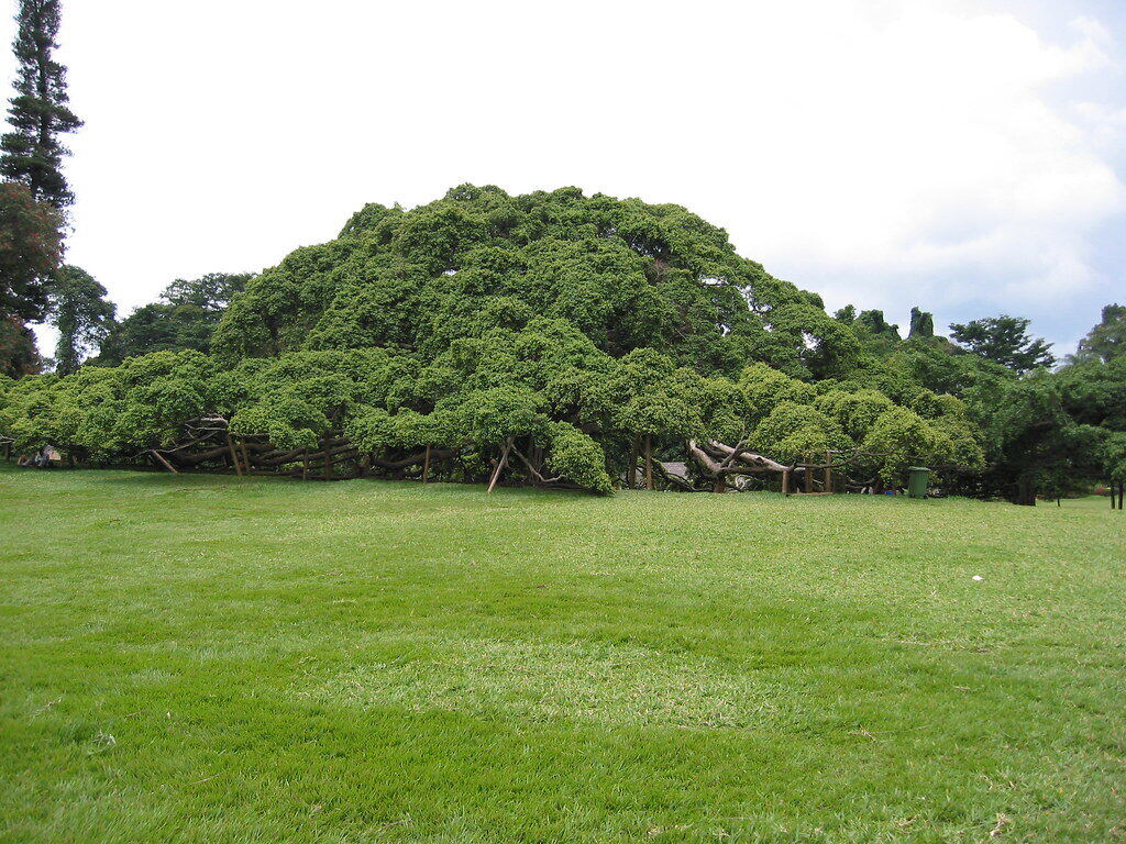 Peradeniya Garden, Шри-Ланка