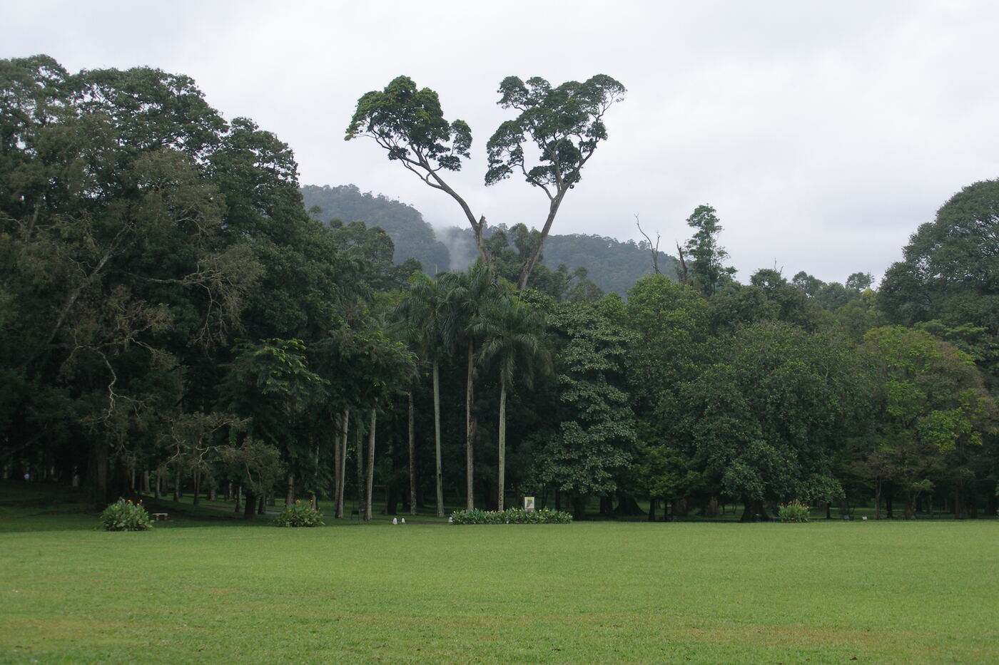 Peradeniya Orchids, Шри-Ланка