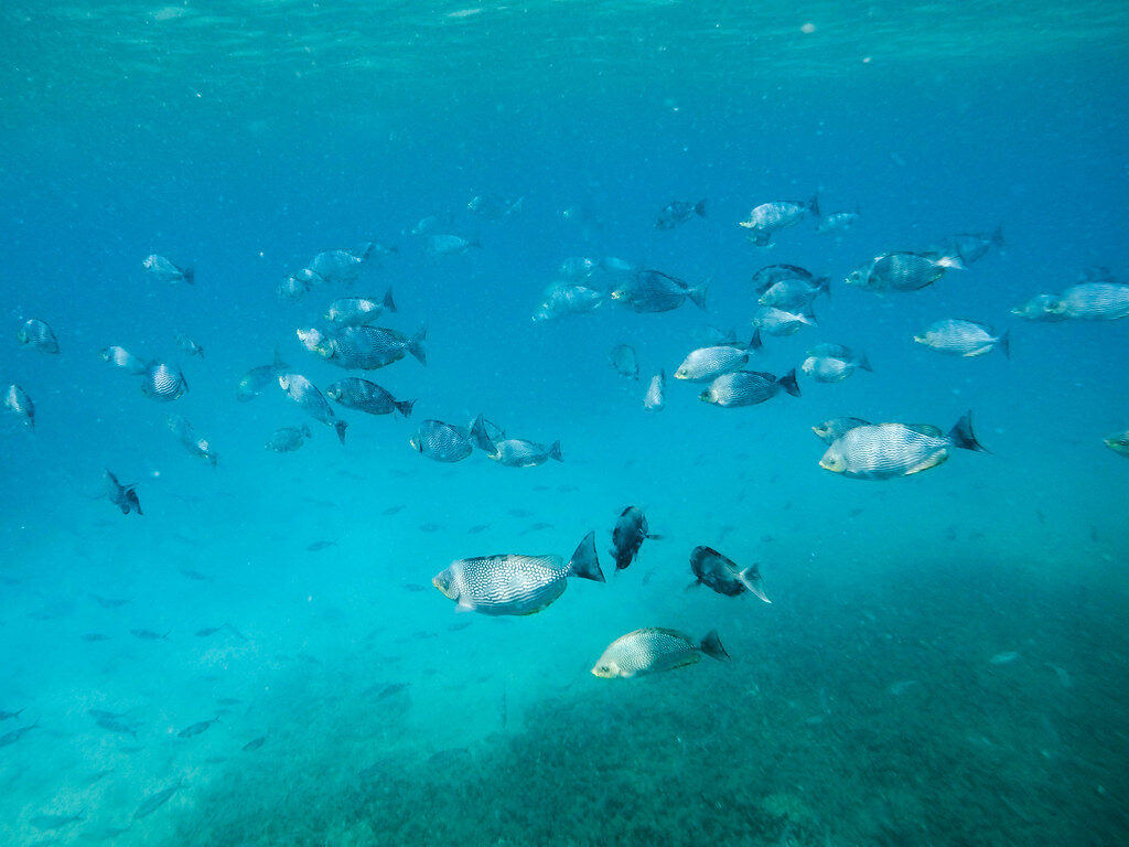 Pigeon Island Snorkeling, Шри-Ланка