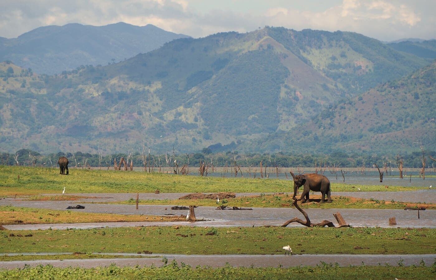 Yala Elephant, Шри-Ланка