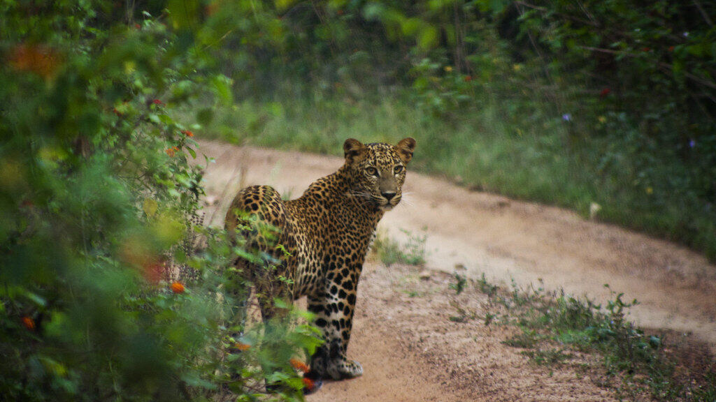 Yala Leopard, Шри-Ланка